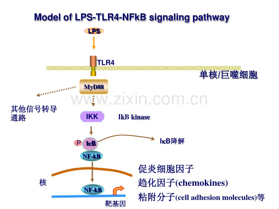 粘附分子.pdf_第1页