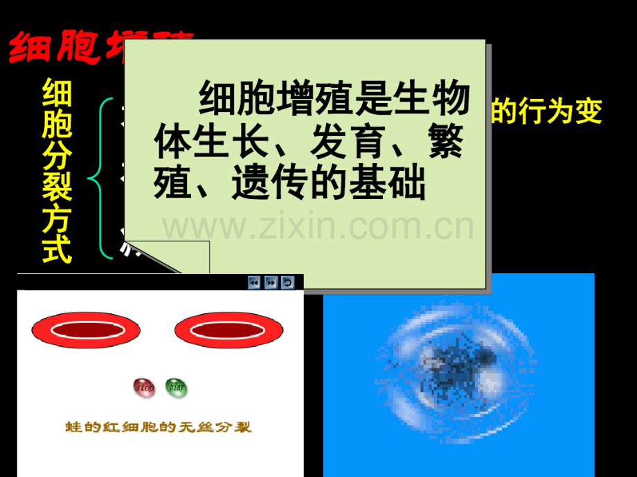 细胞增殖一轮复习上课.pdf_第3页