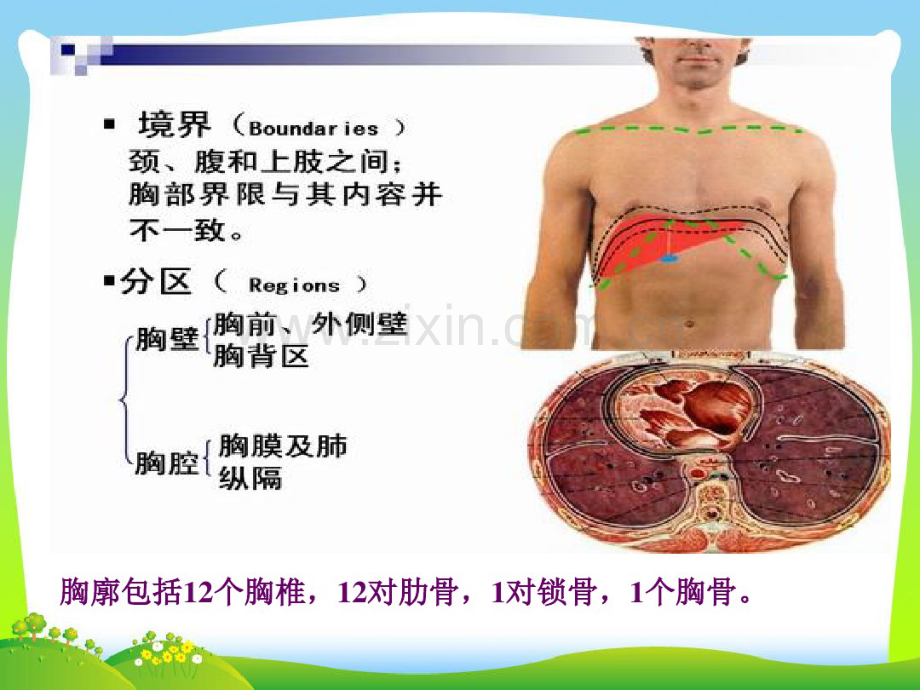 健康评估-胸部评估更.pdf_第2页