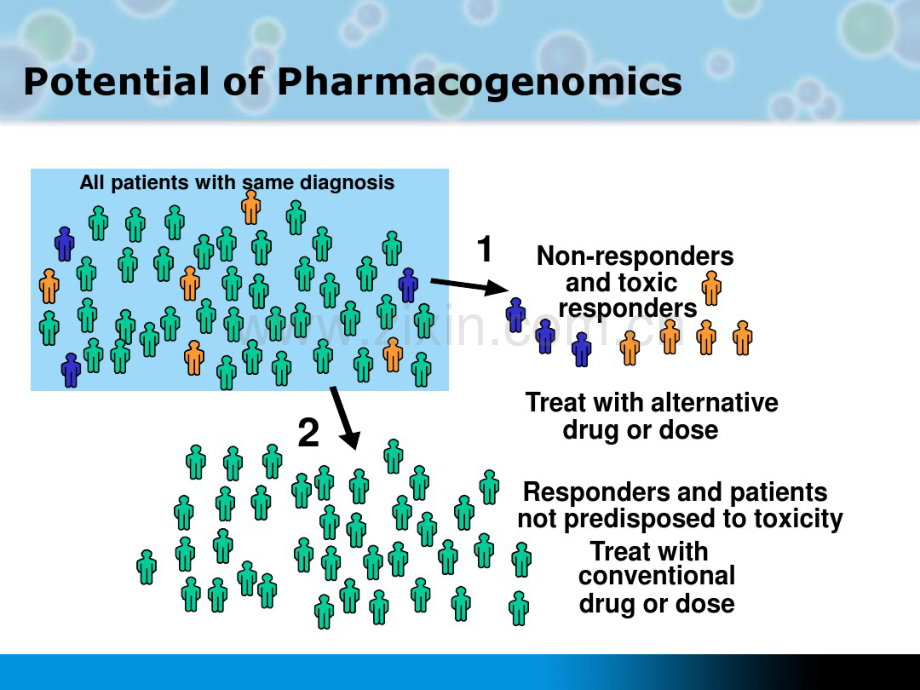 8药物基因组学与临床用药.pdf_第3页