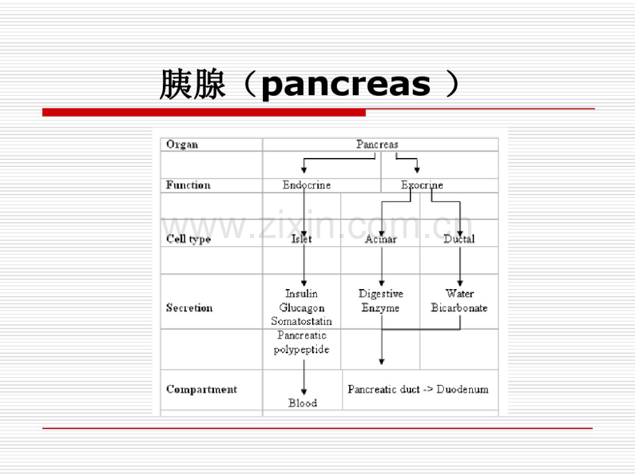 胰液分泌.pdf_第3页