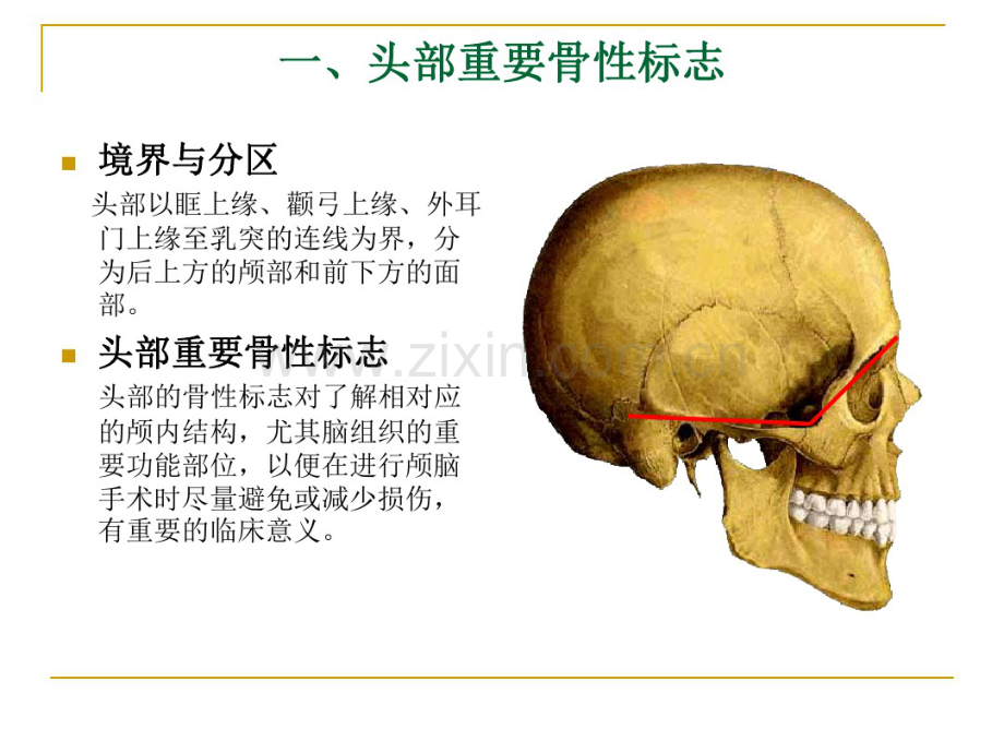 1颅脑应用解剖学.pdf_第2页