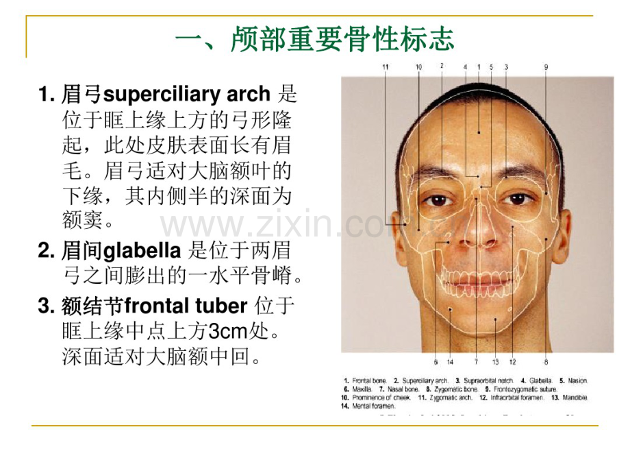 1颅脑应用解剖学.pdf_第3页