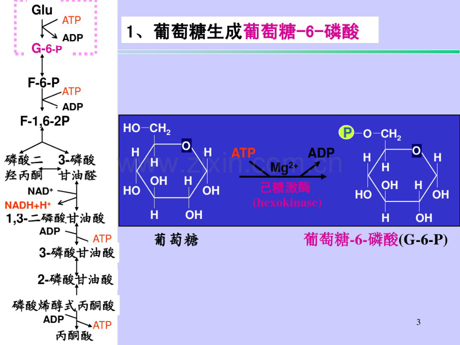 09糖代谢.pdf_第3页