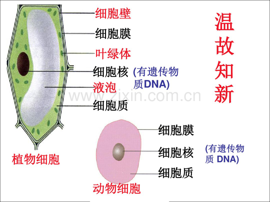 第二节细菌课件1.pdf_第1页