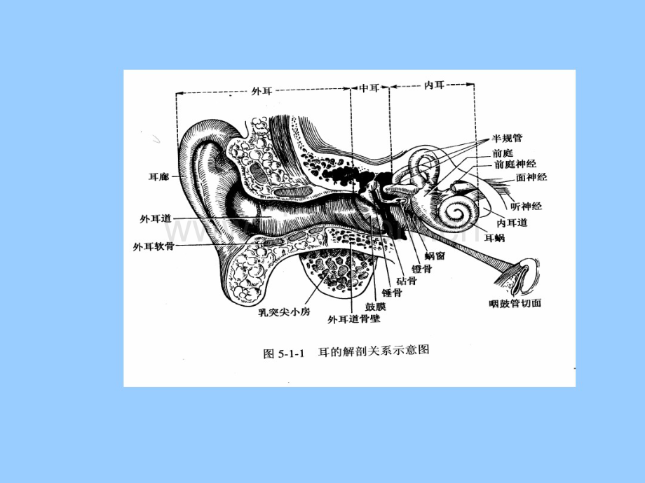 耳部解剖.pdf_第3页