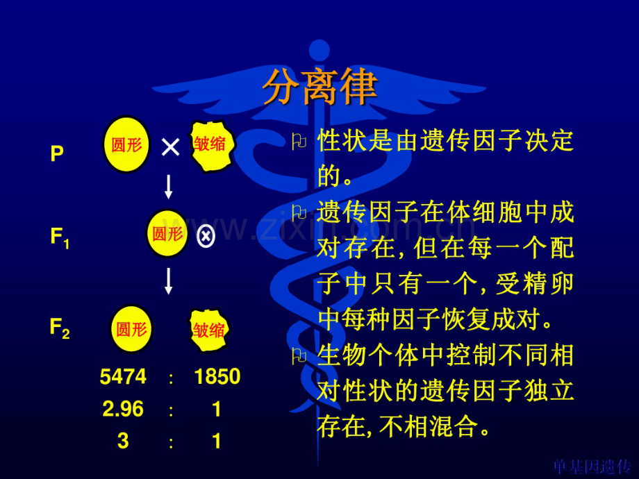 第四章规律、单基因遗传.pdf_第3页