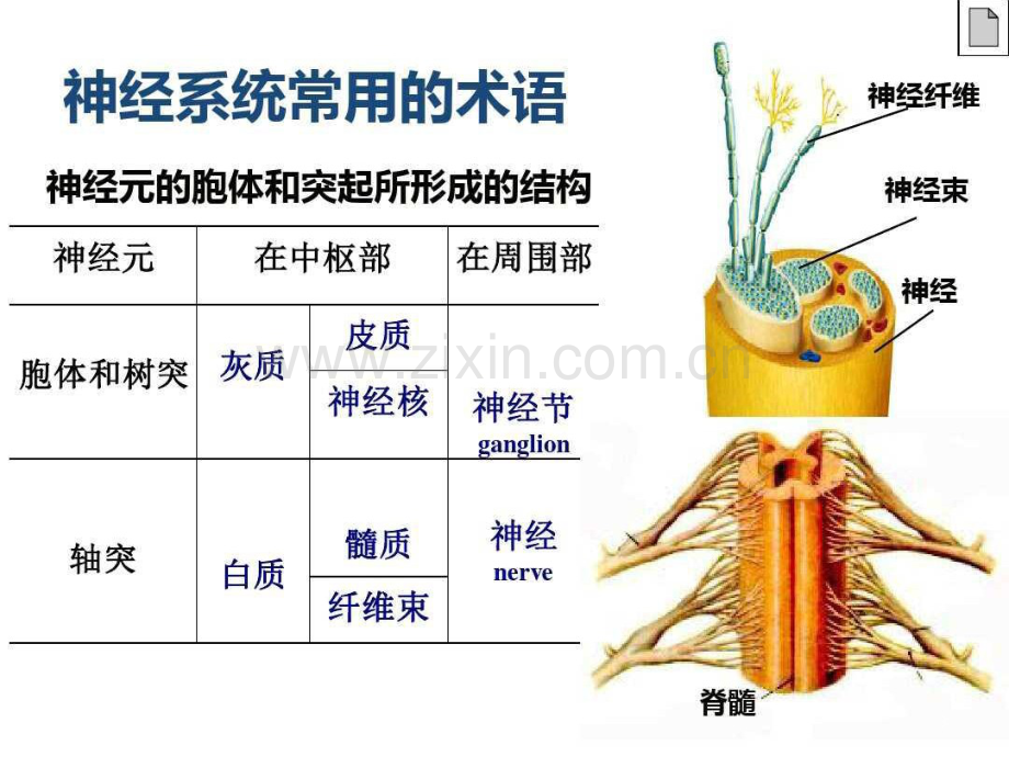 大脑结构.pdf_第3页