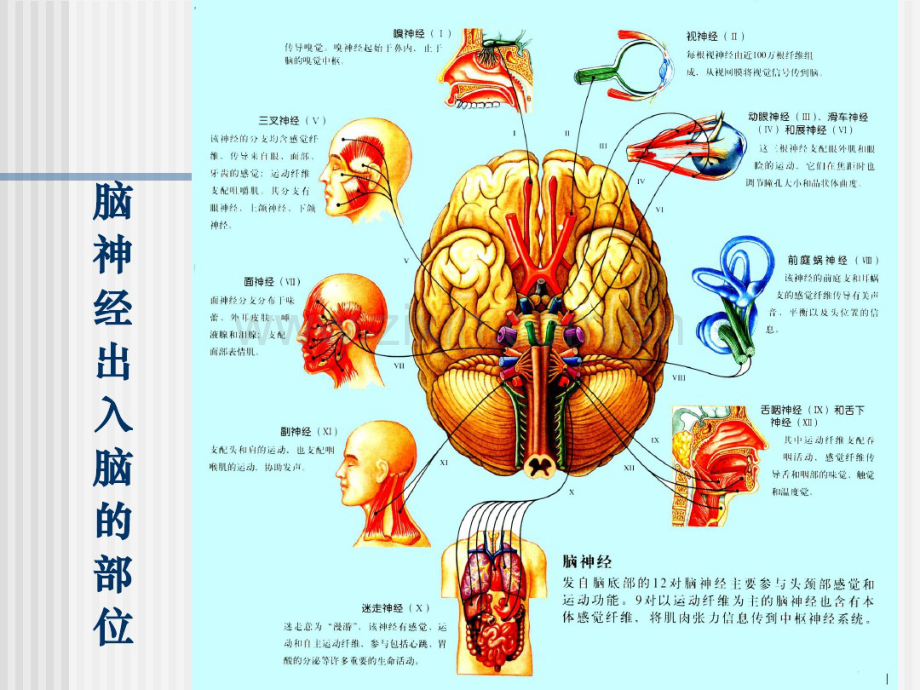 12-脑神经.pdf_第2页