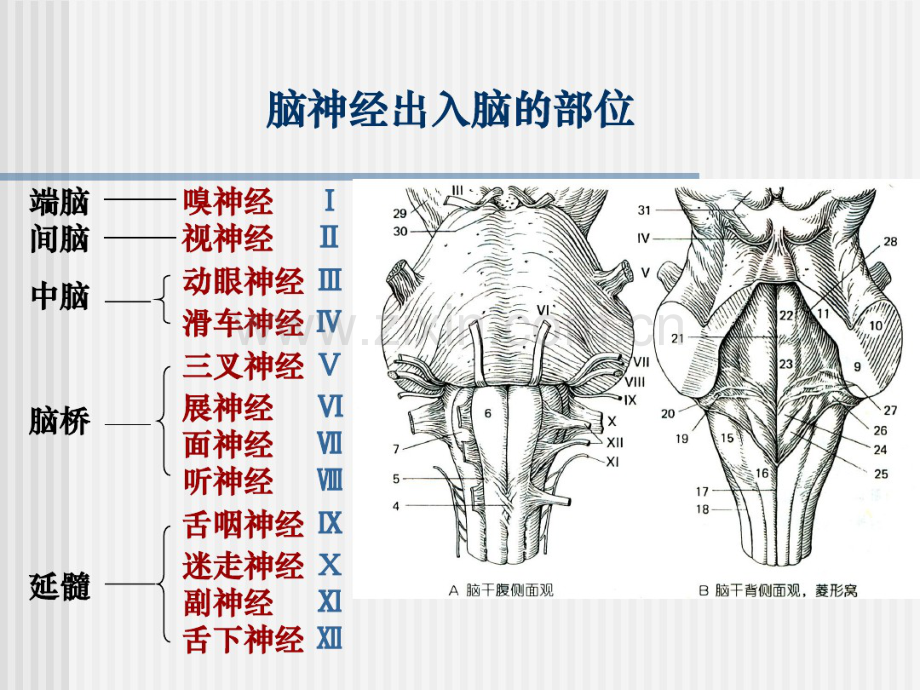 12-脑神经.pdf_第3页