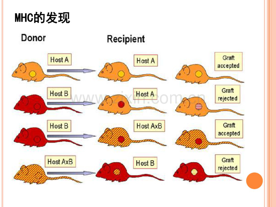 医学免疫学第6版课件-主要组织相容性复合体.pdf_第2页