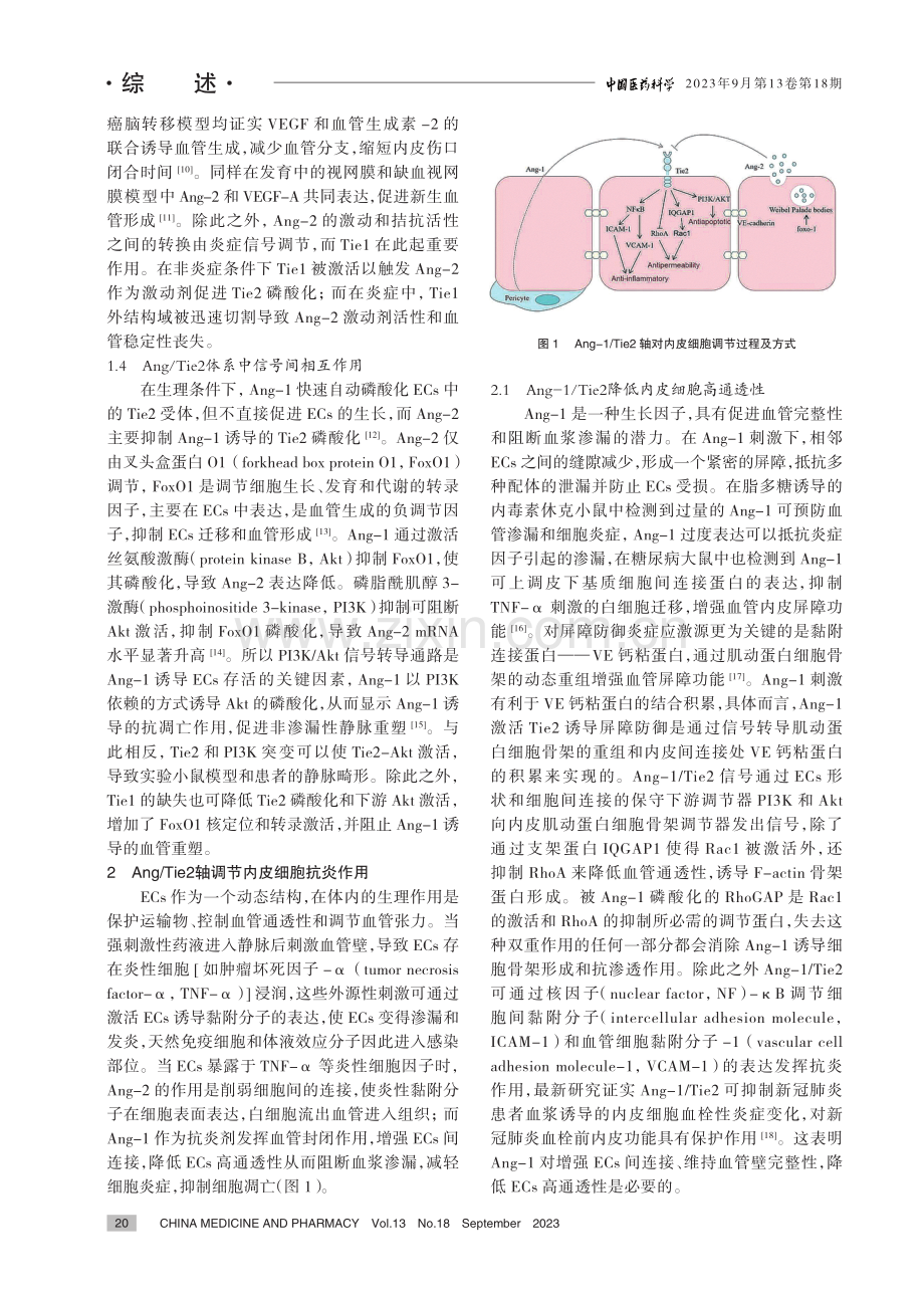 基于内皮细胞Ang_Tie2轴抗炎作用探讨化疗性静脉炎发病机制.pdf_第3页