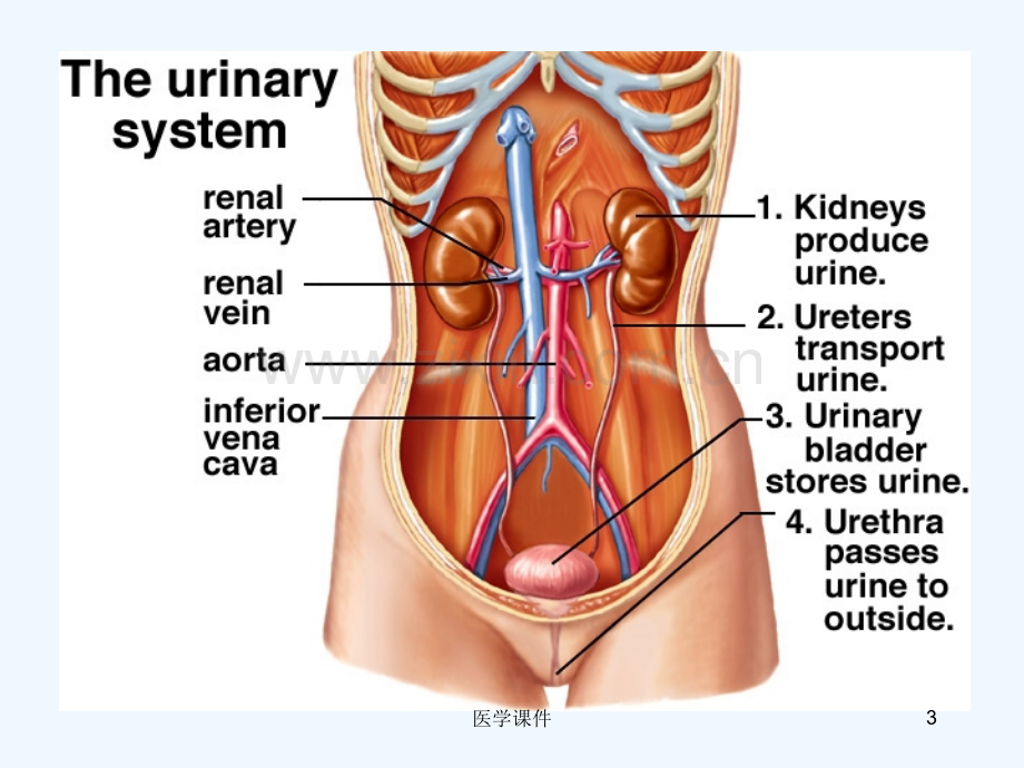 组织学与胚胎学--泌尿系统-PPT课件.pptx_第3页