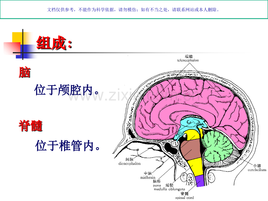 中枢神经系统解剖课件.ppt_第1页