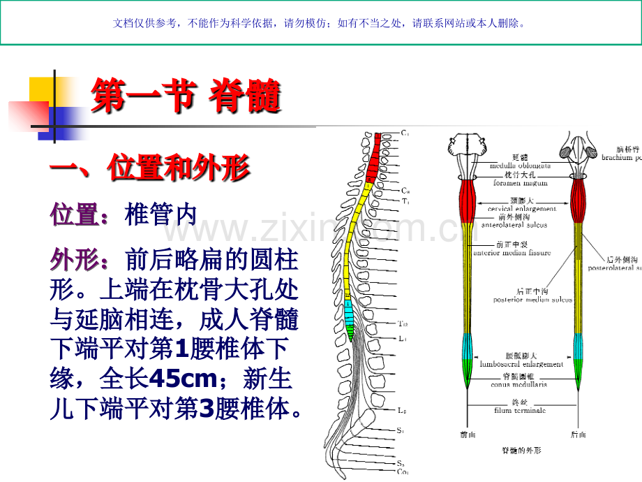 中枢神经系统解剖课件.ppt_第2页