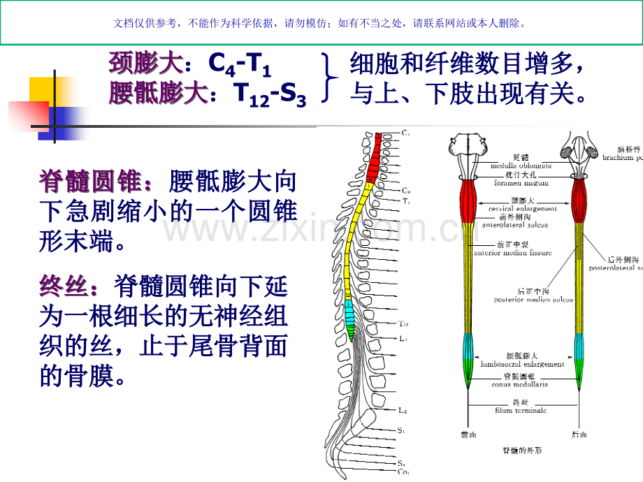 中枢神经系统解剖课件.ppt_第3页