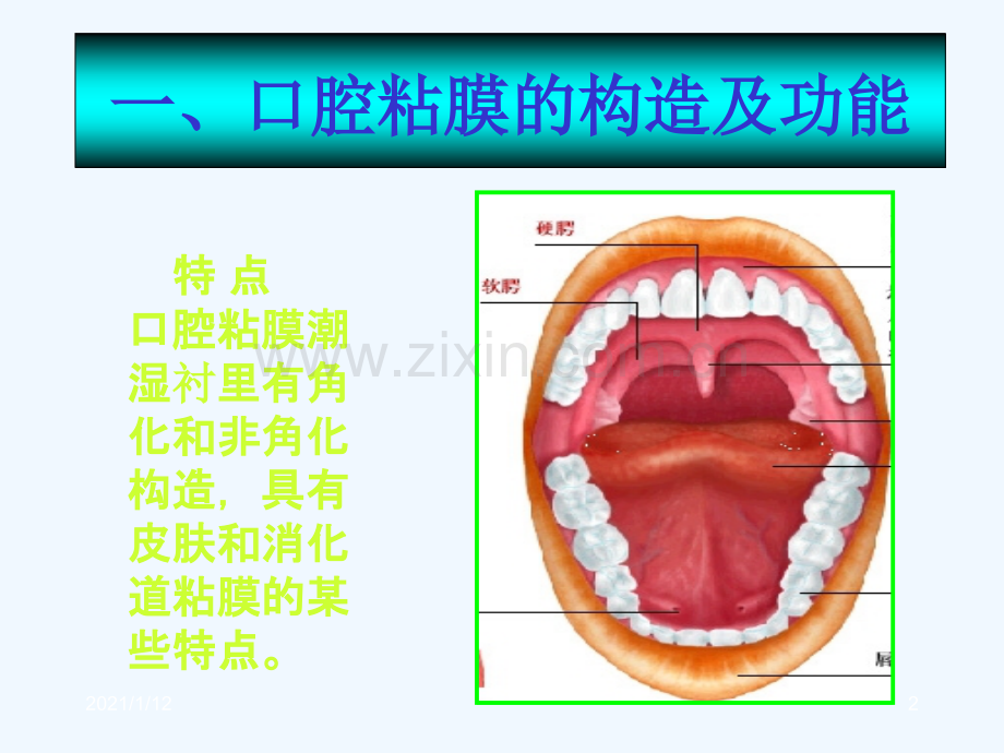 口腔溃疡诊断及鉴别.ppt_第2页