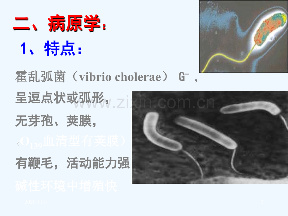 宠物源人兽共患病霍乱讲义.ppt_第3页