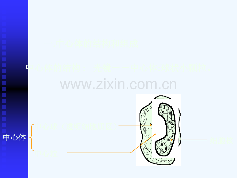 中心粒鞭毛与纤毛.ppt_第3页