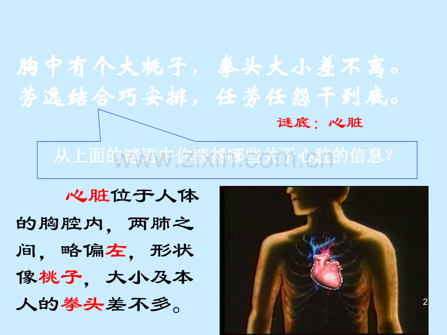 苏教版五年级科学《心脏和血液循环》课件.ppt_第2页