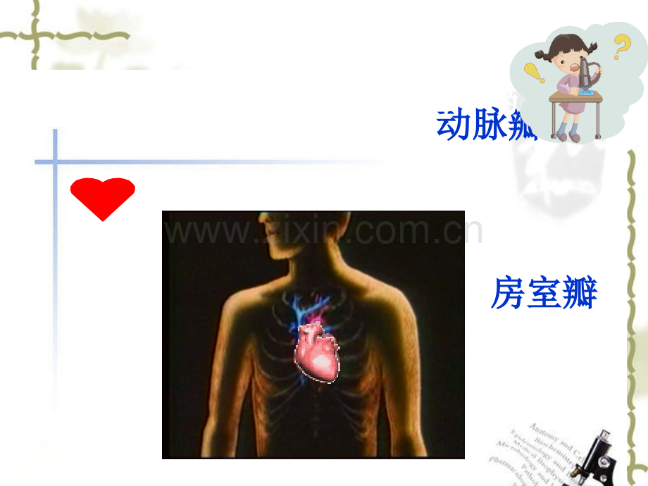 苏教版五年级科学《心脏和血液循环》课件.ppt_第3页