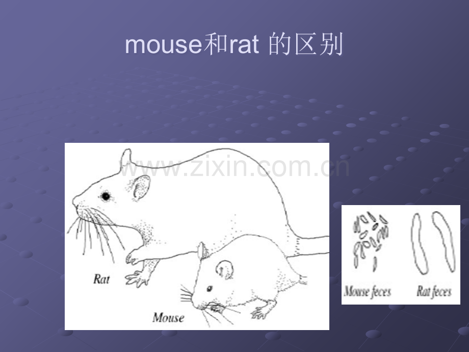 大鼠常用实验动物生物学特点及其在生物医学.ppt_第3页