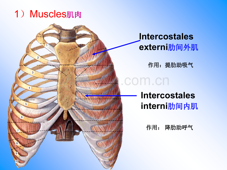 解剖学课件胸壁肺及胸膜膈解剖.ppt_第3页