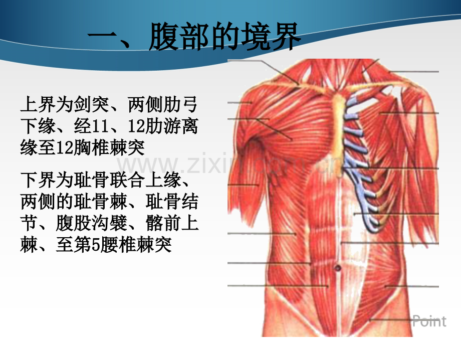 PPT医学课件腹部表面解剖讲义.ppt_第2页