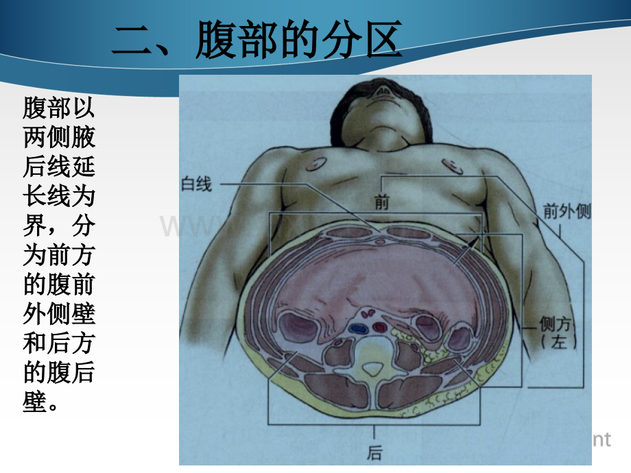 PPT医学课件腹部表面解剖讲义.ppt_第3页