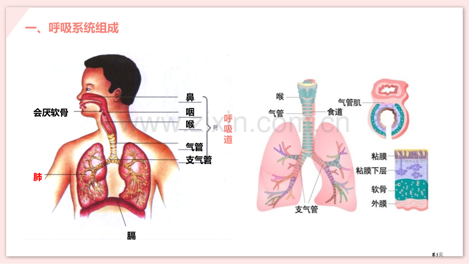 呼吸道对空气的处理优质课件省公开课一等奖新名师优质课比赛一等奖课件.pptx_第3页