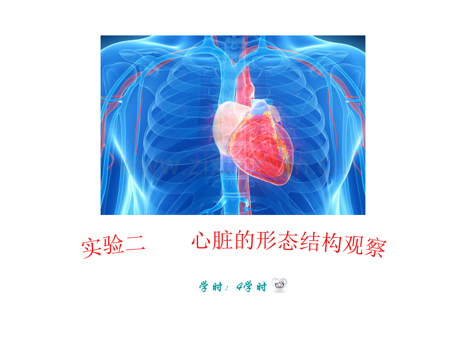 人体解剖学实验三心脏形态结构观察.pptx_第2页