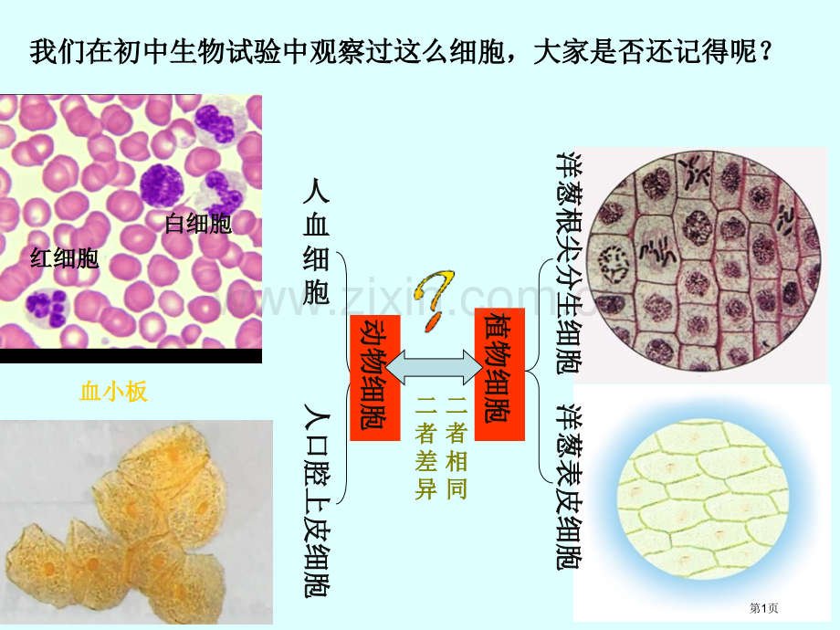 细胞的多样性和统一性市级市公开课一等奖百校联赛获奖课件.pptx_第1页