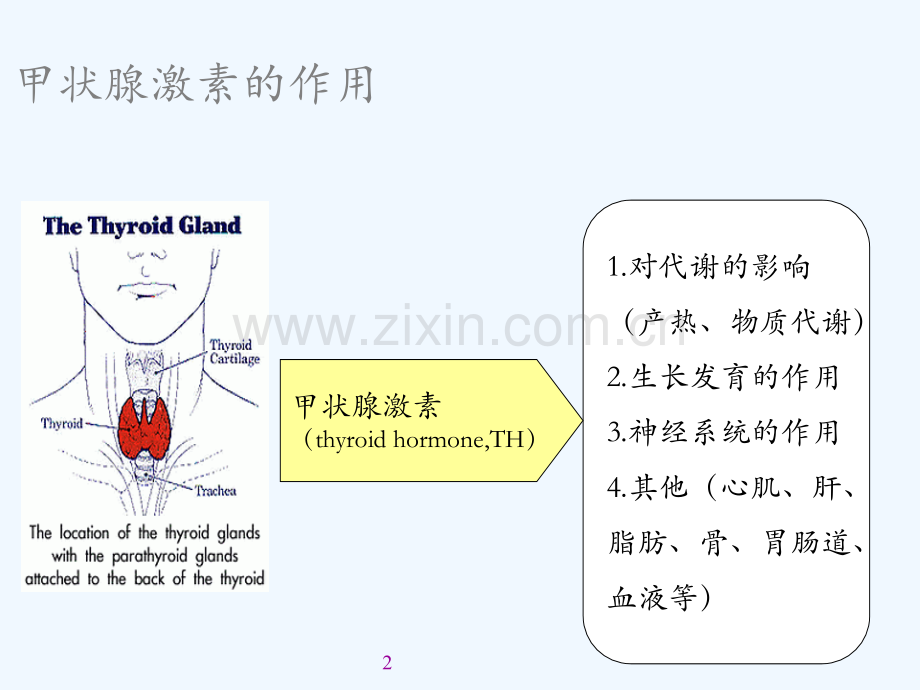 甲状腺肿甲亢及常用药物选择.ppt_第2页