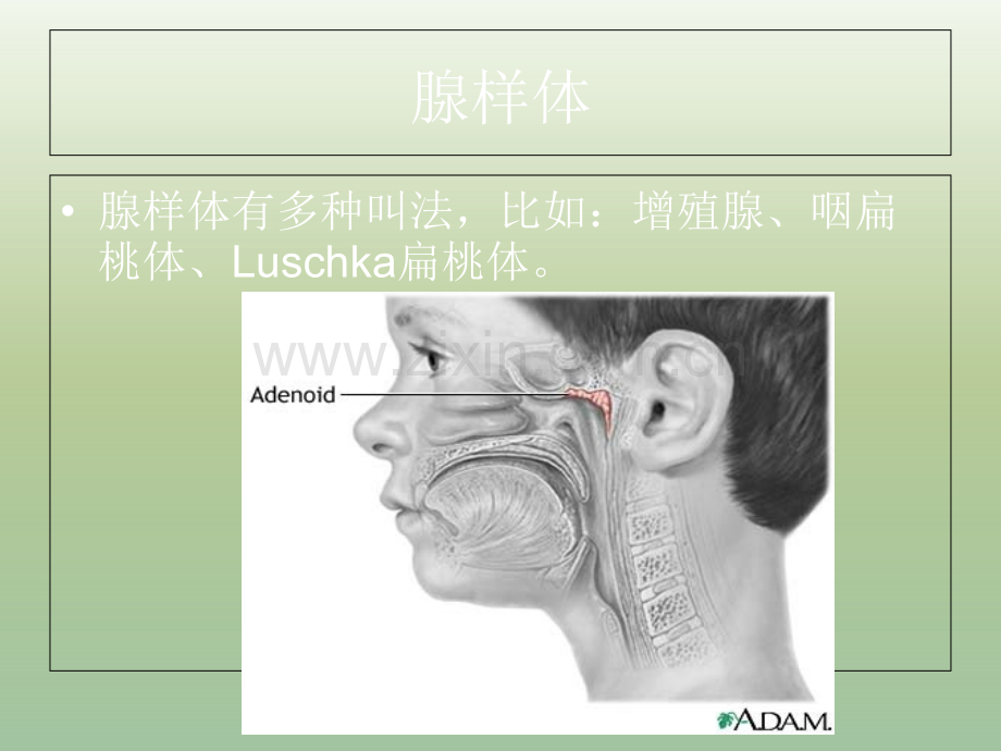 儿童腺样体肥大X线摄片影像表现及诊断标准.ppt_第2页