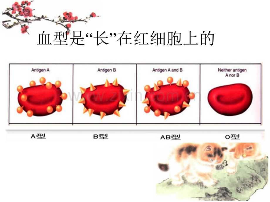 Rh阴性血型有关知识PPT培训课件.ppt_第3页