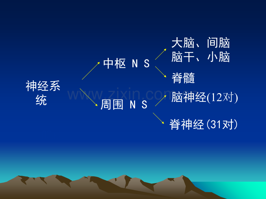 神经系统解剖生理.ppt_第2页