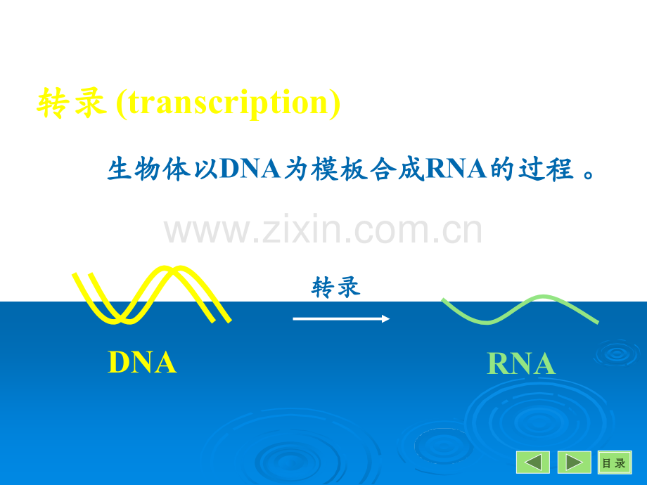 《生物化学转录》PPT课件.ppt_第3页