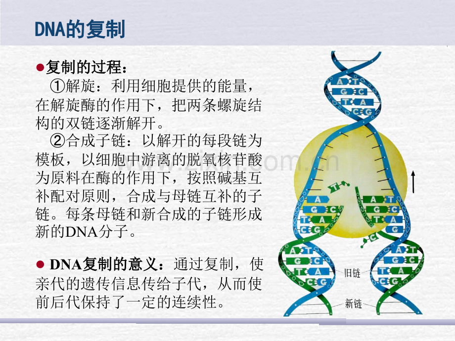 DNA的复制转录翻译PPT专业课件.ppt_第3页