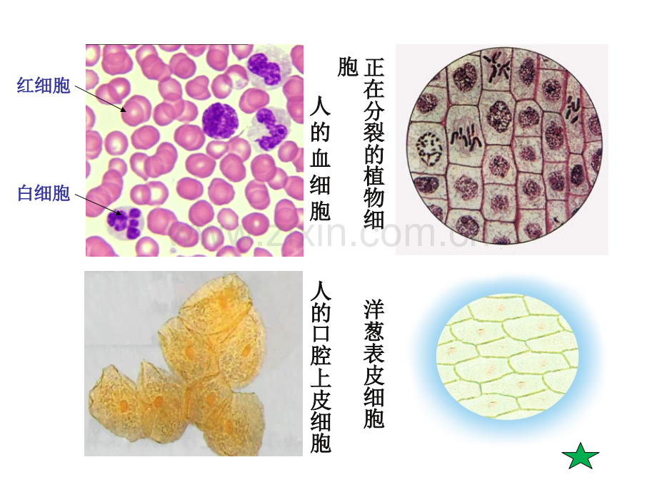 实验使用高倍显微镜观察几种细胞.ppt_第2页