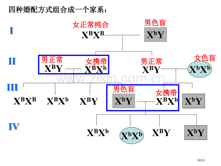 伴性遗传一轮复习市公开课一等奖百校联赛获奖课件.pptx_第3页