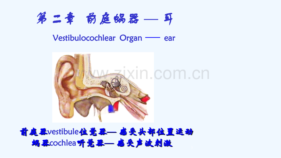 护理解剖学04耳.ppt_第3页