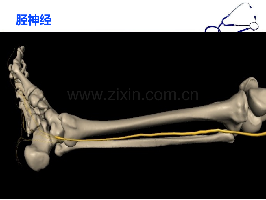 足底神经的解剖.ppt_第2页