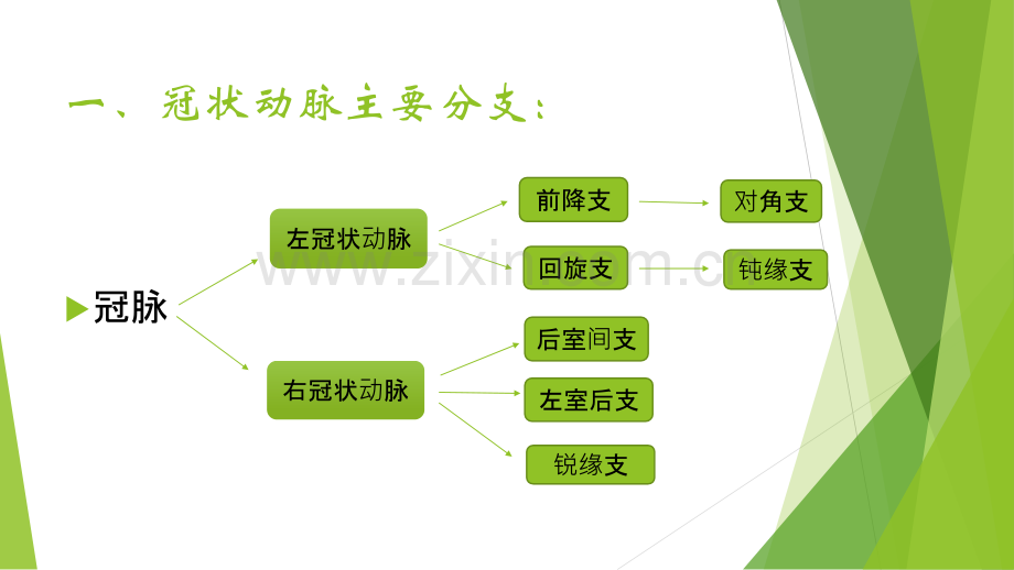 冠状动脉造影术和治疗.ppt_第3页