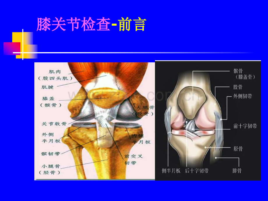 PPT医学课件膝关节体格检查讲义.ppt_第2页