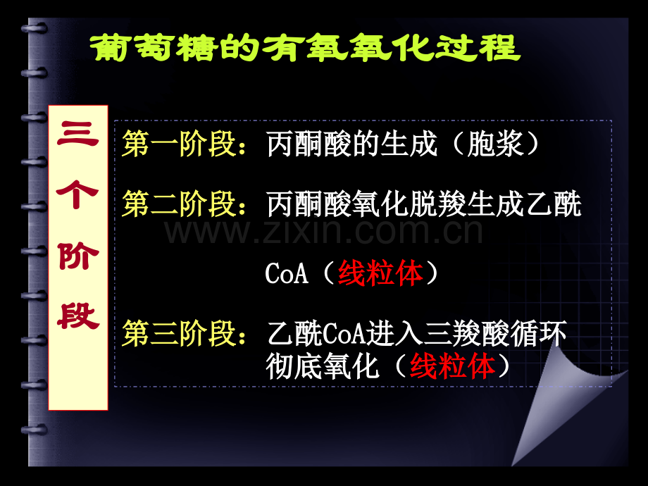 《生物化学第四章》PPT课件.ppt_第3页