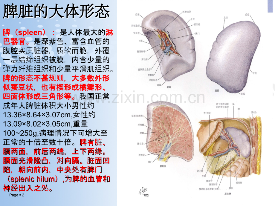 脾脏的应用解剖以及脾切除术.ppt_第2页