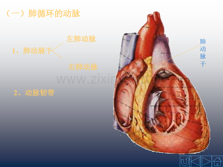 动脉解剖学课件.ppt_第2页