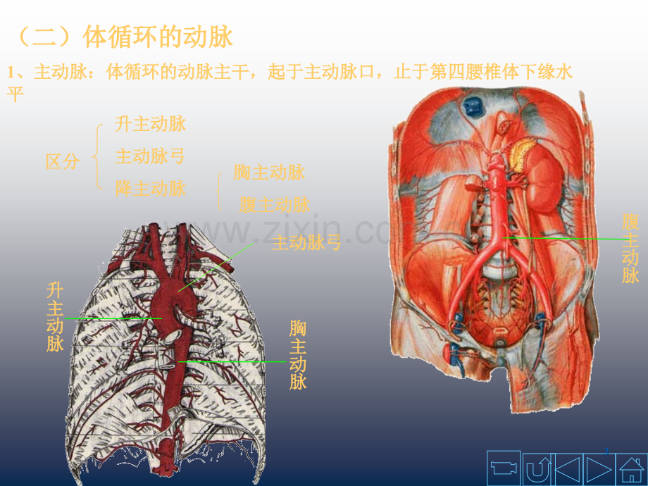 动脉解剖学课件.ppt_第3页