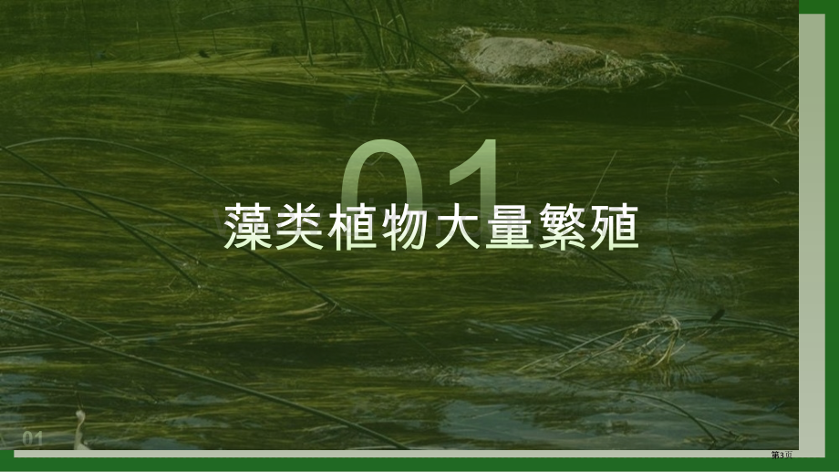 人教版七年级上册3.1.1藻类、苔藓和蕨类植物-课件(25张)省公开课一等奖新名师优质课比赛一等奖课.pptx_第3页