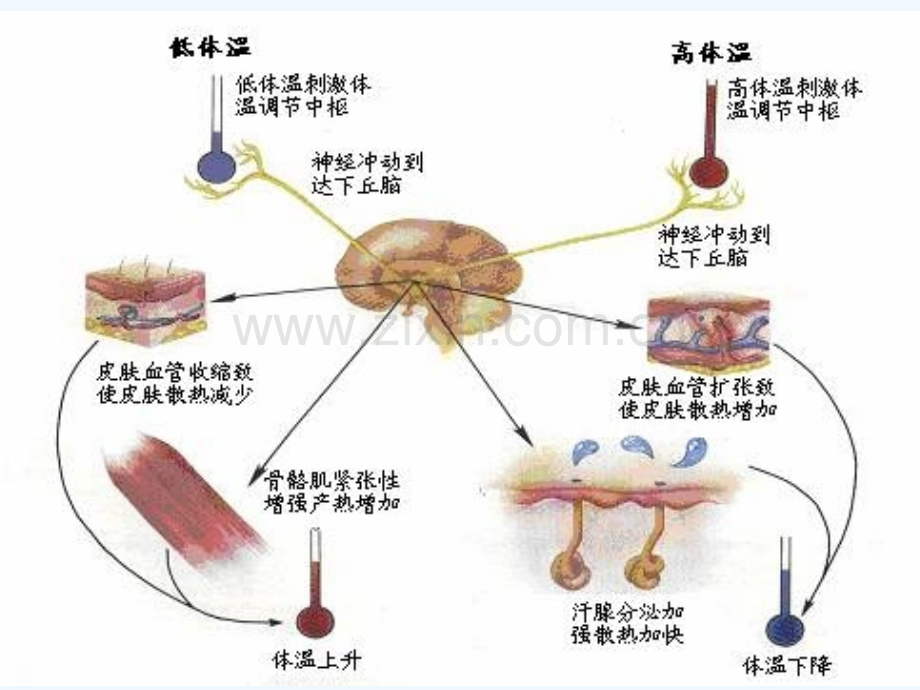 围手术期低体温.pptx_第3页